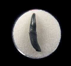 Real Lee Creek Dolphin tooth | Buried Treasure Fossils