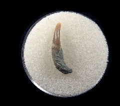 Lee Creek Dolphin tooth | Buried Treasure Fossils