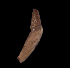 Lee Creek Whale tooth | Buried Treasure Fossils