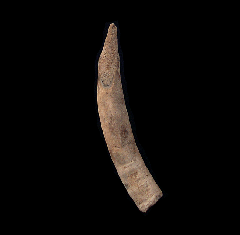 Aurora Whale tooth for sale | Buried Treasure Fossils