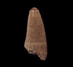 Crocodile Tooth - Lee Creek