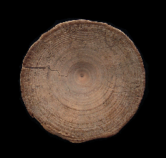Rare Aurora Shark vertebra for sale | Buried Treasure Fossils