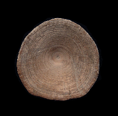 Quality Lee Creek Shark vertebra | Buried Treasure Fossils