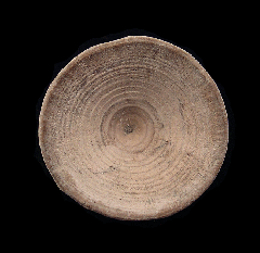 Rare Aurora Shark vertebra for sale | Buried Treasure Fossils