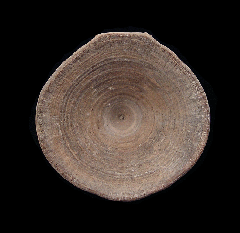 Rare Aurora Shark vertebra for sale | Buried Treasure Fossils