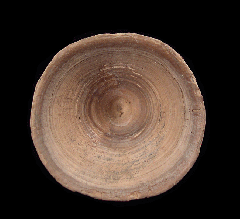 Rare Aurora Shark vertebra for sale | Buried Treasure Fossils
