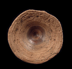 Rare Aurora Shark vertebra for sale | Buried Treasure Fossils