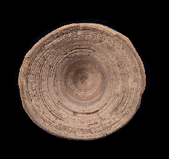 Aurora Shark vertebra for sale | Buried Treasure Fossils