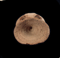 Rare Aurora Shark vertebra | Buried Treasure Fossils