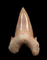 Otodus obliquus
