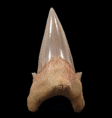 Extra large Otodus obliquus tooth for sale | Buried Treasure Fossils