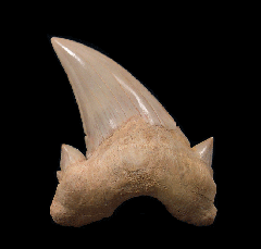 Extra large Otodus obliquus tooth for sale | Buried Treasure Fossils