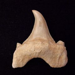 Pathologic Teeth                                      
