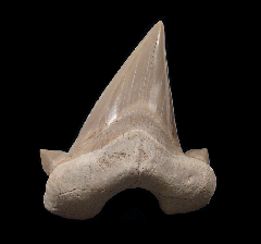 Otodus obliquus tooth