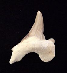 Pathologic Teeth                                      