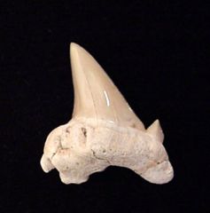 Pathologic Teeth                                      