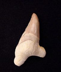 Pathologic Teeth                                      