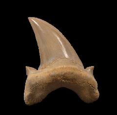 Otodus obliquus tooth