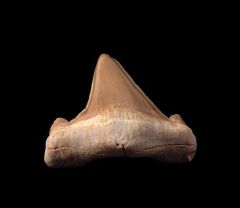 Real Moroccan Otodus tooth for sale | Buried Treasure Fossils