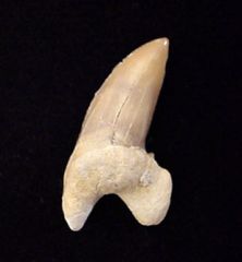 Pathologic Teeth                                      
