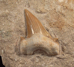 Otodus shark tooth