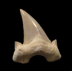 Colorful Otodus shark tooth for sale | Buried Treasure Fossils