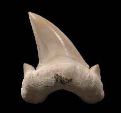 Colorful Otodus shark tooth for sale | Buried Treasure Fossils