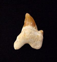 Pathologic Teeth