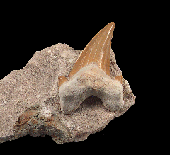 Otodus fossil shark tooth for sale