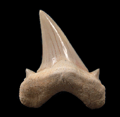 Moroccan Otodus tooth for sale | Buried Treasure Fossils