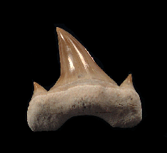 Multiple cusp Otodus tooth for sale | Buried Treasure Fossils