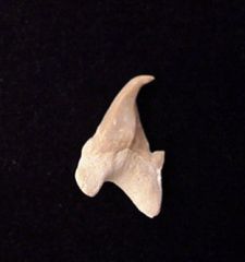 Pathologic Teeth