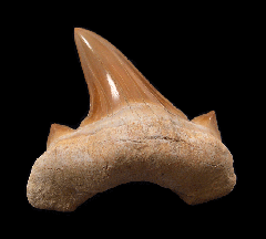 Colorful Otodus shark tooth for sale | Buried Treasure Fossils