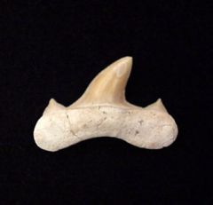 Pathologic Teeth