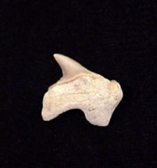 Pathologic Teeth
