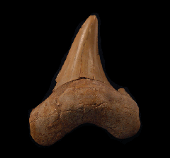 Cheap Moroccan Otodus sokolovi tooth for sale | Buried Treasure Fossils