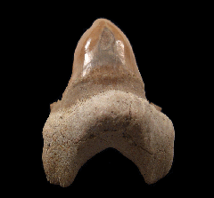 Moroccan pathologic Otodus tooth | Buried Treasure Fossils