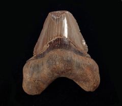 Carcharocles auriculatus