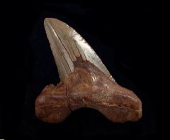 Carcharocles auriculatus