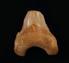 Carcharocles auriculatus                                            