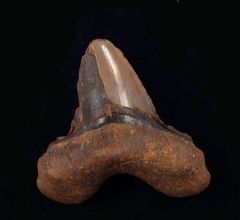 Carcharocles auriculatus                                            