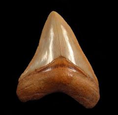 Carcharocles megalodon       