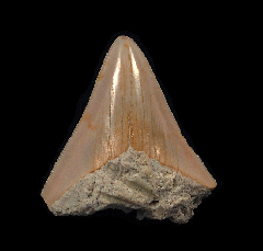 Rare Western Sahara Megalodon tooth for sale | Buried Treasure Fossils