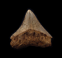 Nice Moroccan Megalodon tooth for sale | Buried Treasure Fossils