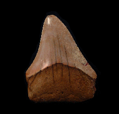 Rare Western Sahara Megalodon tooth for sale | Buried Treasure Fossils