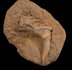 Moroccan Enchodus tooth for sale