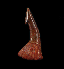 Extra Large Onchopristis tooth for sale | Buried Treasure Fossils
