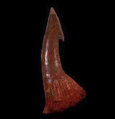 Large Onchopristis tooth for sale | Buried Treasure Fossils