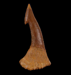 GEM Onchopristis tooth for sale | Buried Treasure Fossils