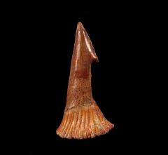 Onchopristis numidus tooth from Morocco | Buried Treasure Fossils